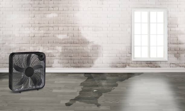 Best Water damage restoration mold remediation  in Francisville, KY